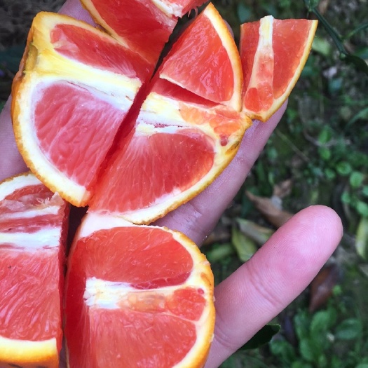 荔浦市卡拉红肉脐橙苗 0.5~1米 移栽苗
