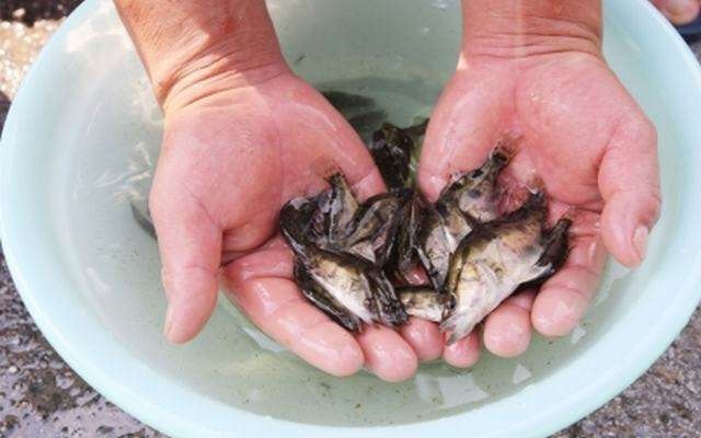 沭阳县桂鱼苗 