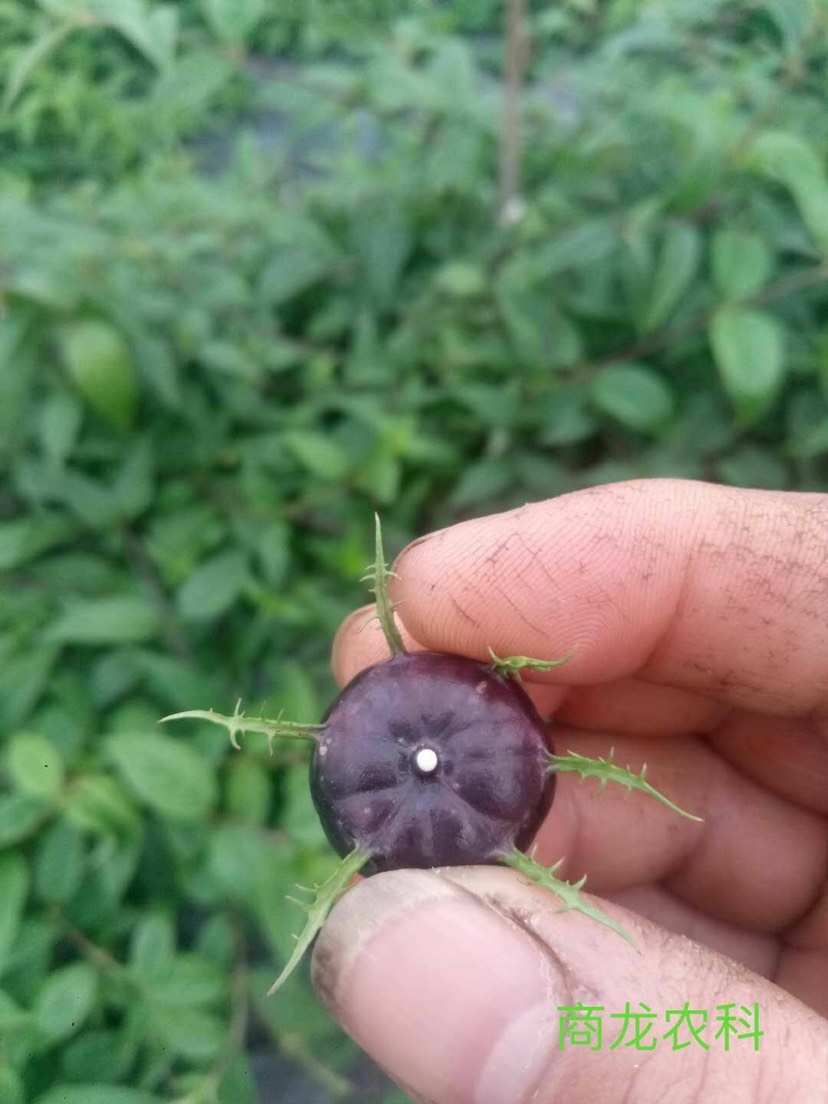 蜘蛛果苗  种植技术全程指导服务