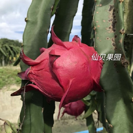 广州大红火龙果 大（7两以上）