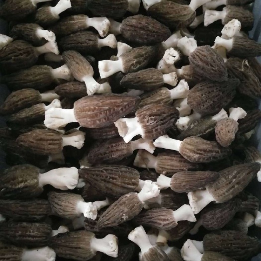 羊肚菌  2025年现货新鲜羊云南丽江高海拔7妹