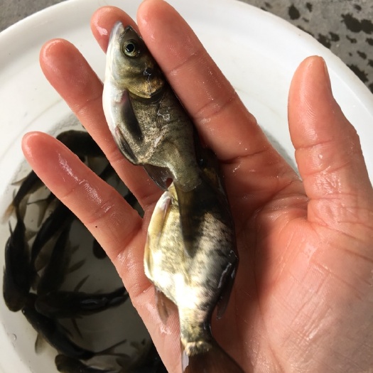 广州缩骨大头鱼苗
