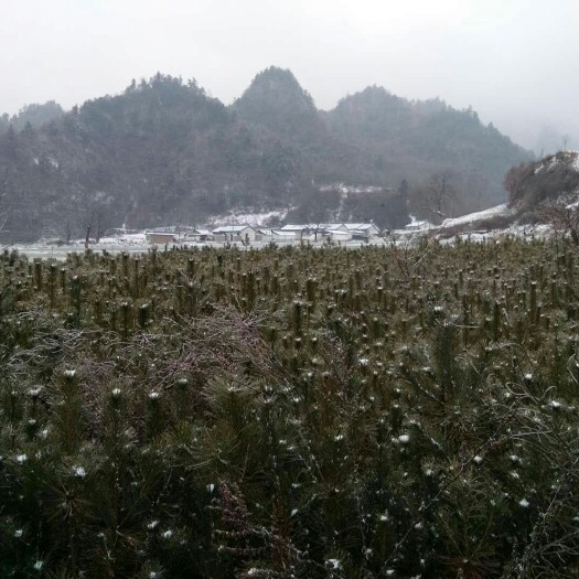 华山松  杯苗，容器袋苗，大田苗
