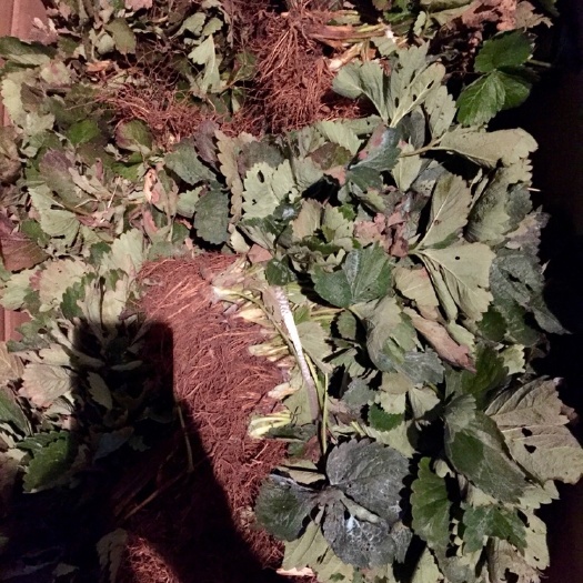 泰安小白草莓苗 地栽苗 10~20公分