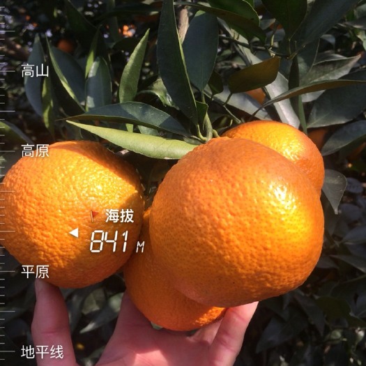 石棉县黄果柑 6 - 6.5cm 1.5 - 2两
