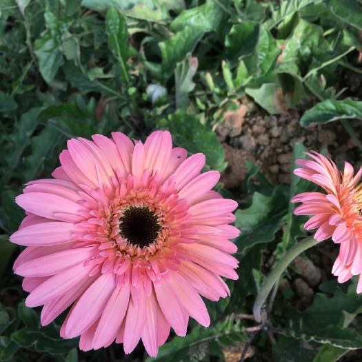 昆明非洲菊苗  非洲菊种苗，切花苗，弗朗种苗 云南红 玲珑花苗