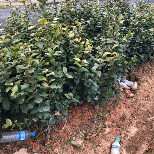 丰城市长林系列油茶