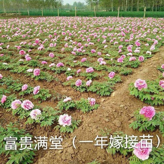 菏泽观赏牡丹 2cm以下 4cm以下 0.5米以下