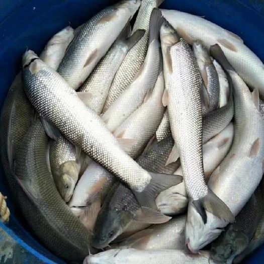 湖州池塘鳊鱼 0.5公斤以下 人工养殖