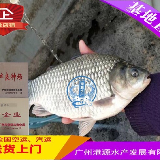 中科三号鲫鱼 人工养殖 0.05公斤