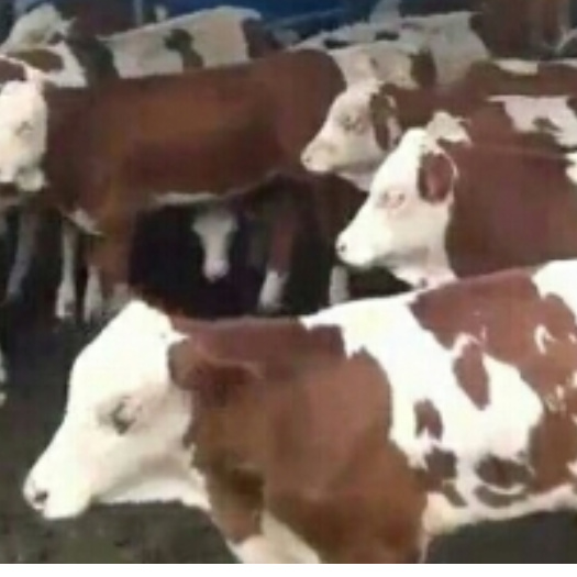 忻州西门塔尔肉牛繁育交易基地