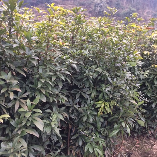 绥宁县金丝楠木 