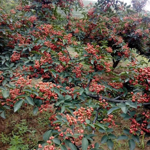 富平县富平狮子头花椒 一级 干花椒