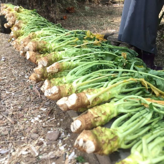 南宁菜头干 6-12个月