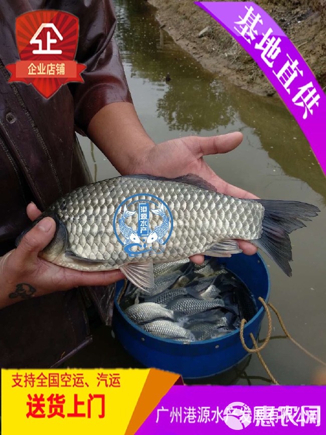 彭泽鲫鱼 人工养殖 0.05公斤