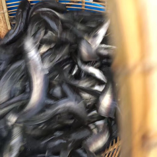 简阳市怀鲶鱼苗 