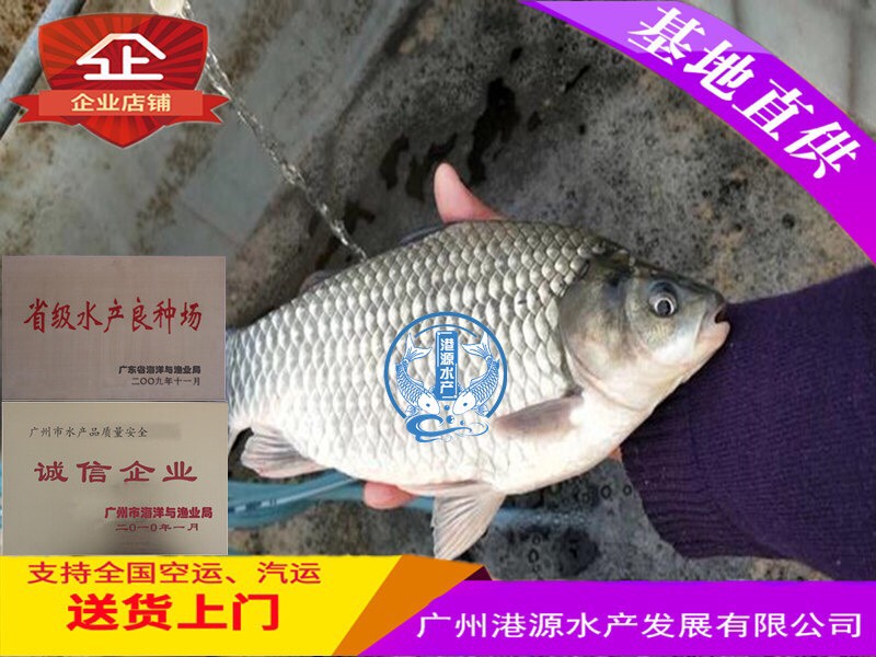 广州彭泽鲫鱼 人工养殖 0.05公斤