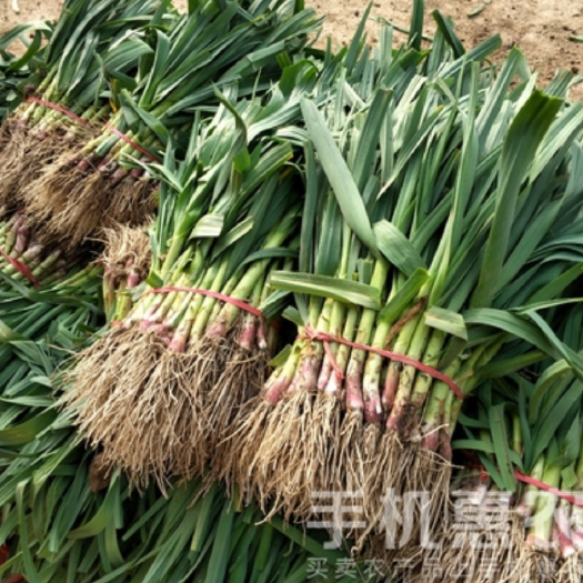 丰县红根蒜苗 45 - 50cm 