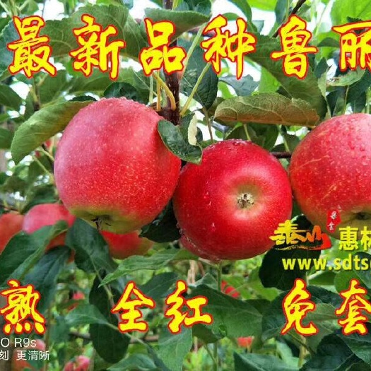 泰安鲁丽苹果苗 1~1.5米