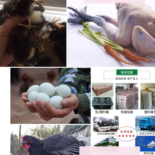 广州蛋鸡苗 母
