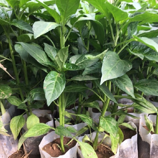 沈阳线椒苗 8～10片真叶 尖椒苗