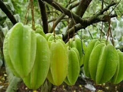 灵山县甜杨桃树