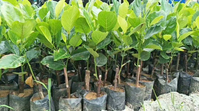 灵山县马来西亚一号菠萝蜜苗 