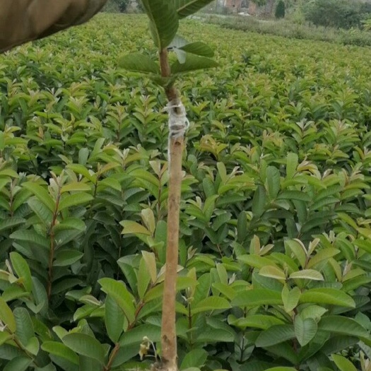 灵山县珍珠番石榴苗