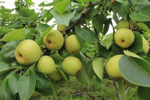 平潭县 青花梨树苗梨树苗