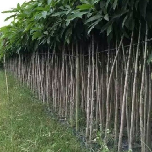  福建实生芒果苗芒果树苗带叶真苗