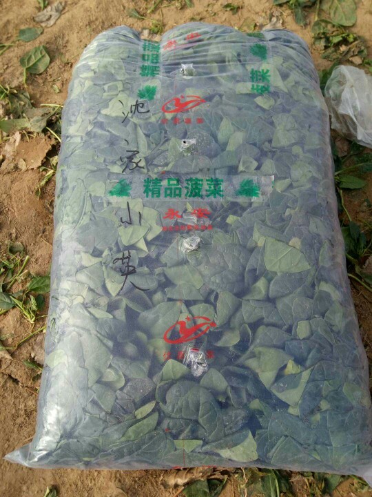 大叶菠菜  山东惠民万亩优质菠菜种植基地 质优价廉 保质保量