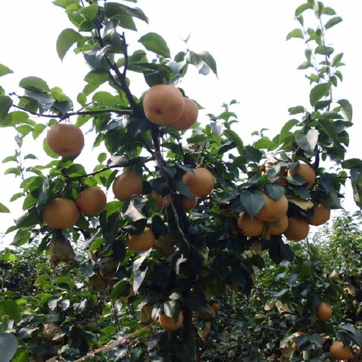 平潭县 海南黄花梨果树黄花梨树苗