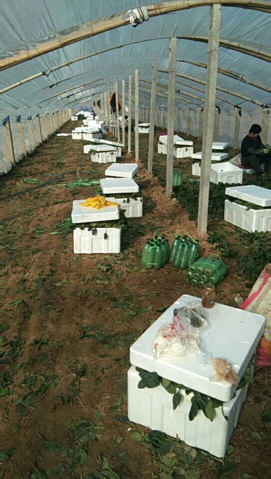 大叶菠菜  山东惠民万亩优质菠菜种植基地 质优价廉 保质保量