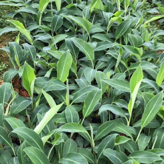高州市香蕉苗  苹果蕉苗