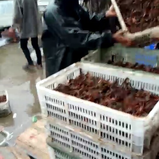 洪湖市龙虾苗
