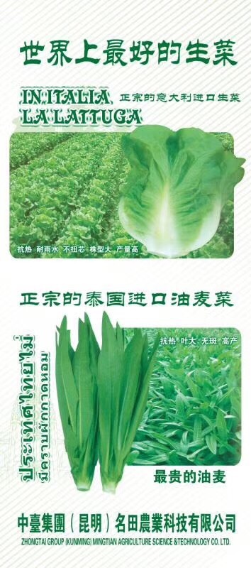 昆明生菜种子