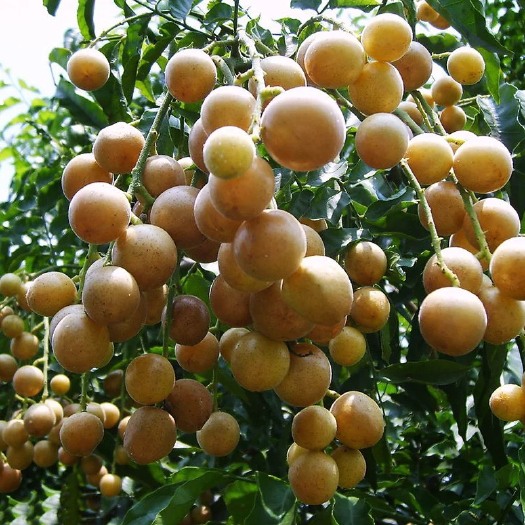 平潭县无核黄皮果苗