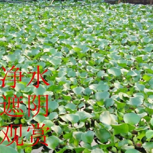 平潭县 水葫芦苗水声植物水葫芦苗