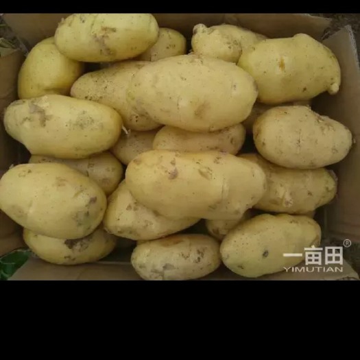 枣庄荷兰15号土豆 1两以上