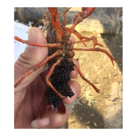 灌云县龙虾苗 