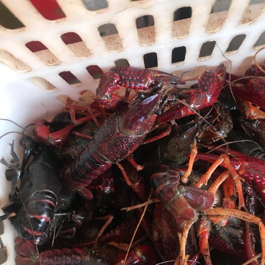 潜江市 潜江小龙虾789钱大红硬规格产地直发货源充足