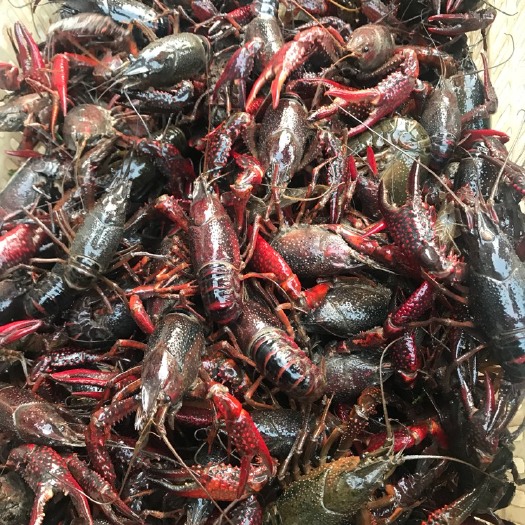 潜江市 潜江小龙虾6789钱大青硬规格产地直发