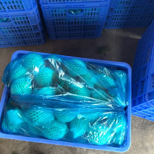 新兴县珍珠番石榴 250-300克