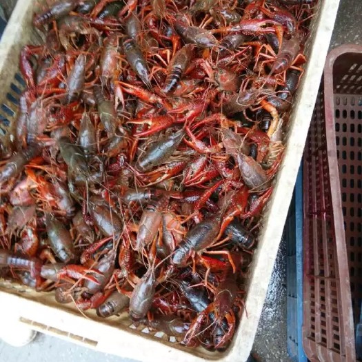 武汉红壳小龙虾 大青6-9钱