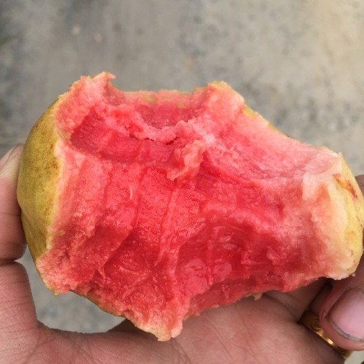 漳州红心芭乐孕妇一级水果