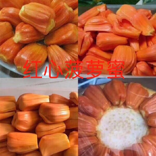 灵山县正宗印尼红菠萝蜜苗