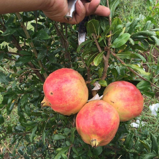 昆明突尼斯软籽石榴树苗