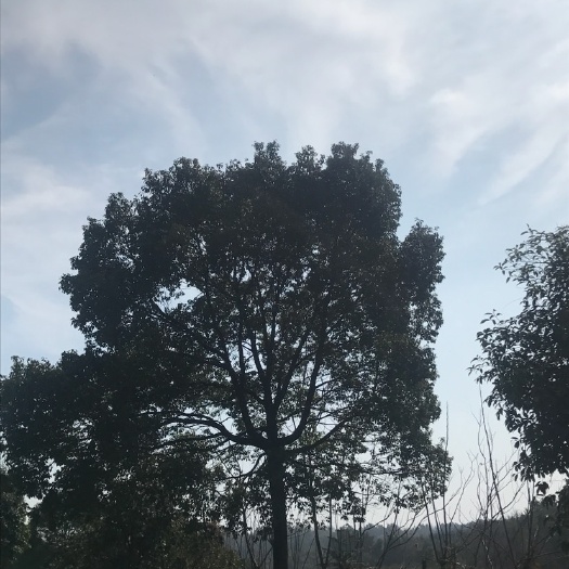 津市市全冠香樟 