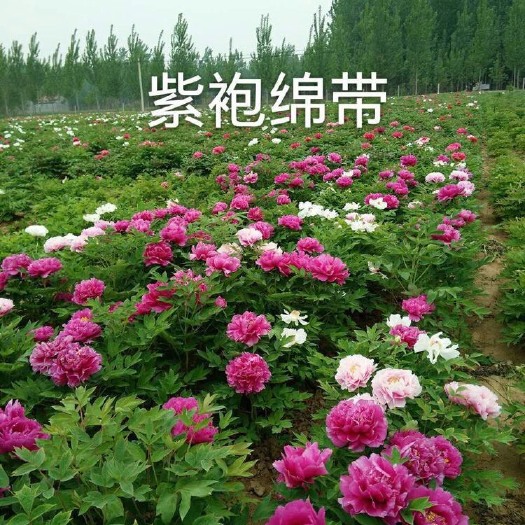 观赏牡丹 2cm以下 20cm以上 0.5米以下 