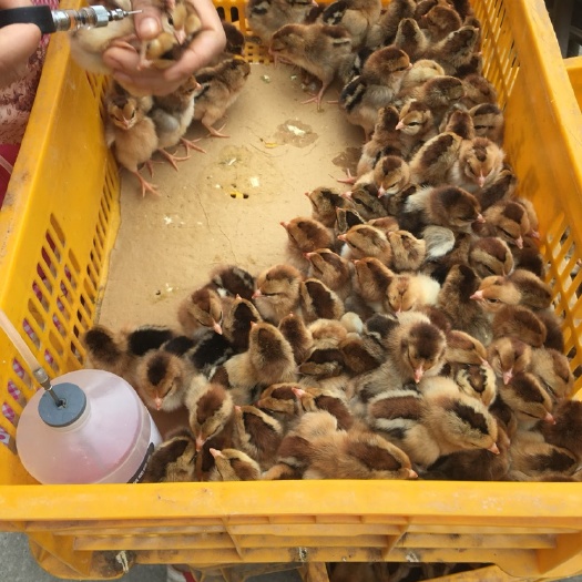 南宁土鸡苗